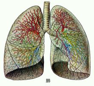 肺氣不足易氣短，人到中年要補(bǔ)肺