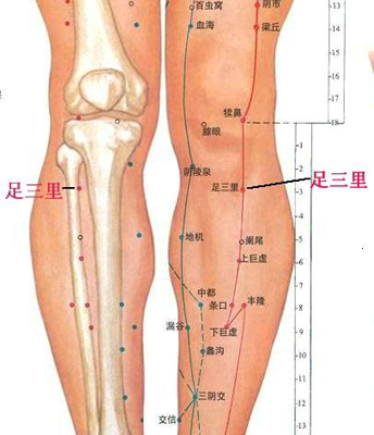 足三里穴，增強(qiáng)脾胃功能好助手