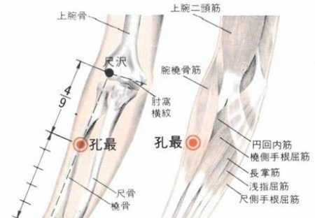 孔最穴→治咳嗽、氣喘