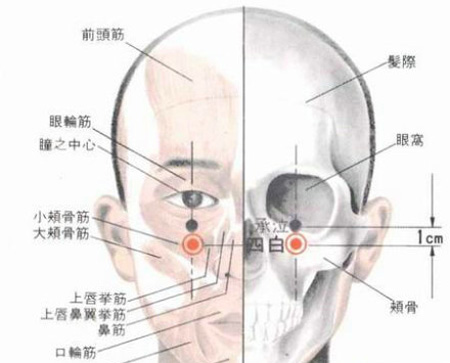 四白穴→治青光眼、近視