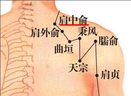 肩中俞穴→治咳嗽、氣喘