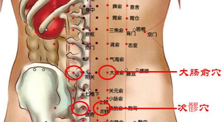 大腸俞穴→調(diào)和腸胃