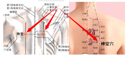 神堂穴→治咳嗽、氣喘