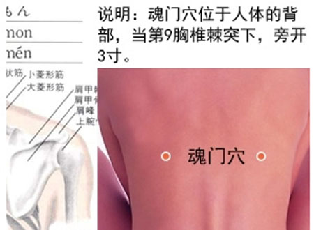 魂門穴→治胸脅痛、嘔吐