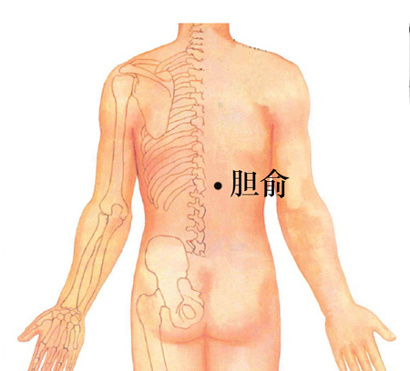 膽俞穴→治黃疸、口苦