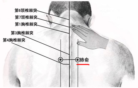 肺俞穴→治咳嗽、氣喘