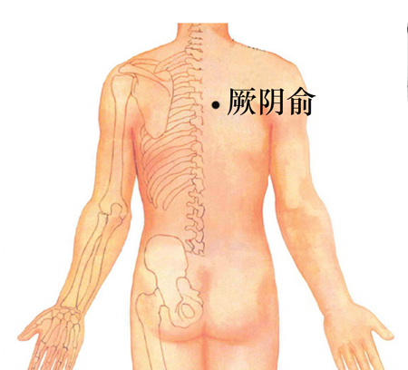 厥陰俞穴→治咳嗽、心痛