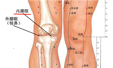 膝眼穴→治膝關節(jié)酸痛