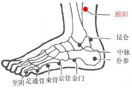 跗陽穴→治頭痛、腰骶痛