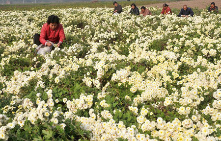 河南省溫縣中藥材種植基地懷菊花迎來大豐收