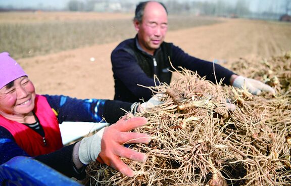 “藥材之鄉(xiāng)”收藥忙（圖）