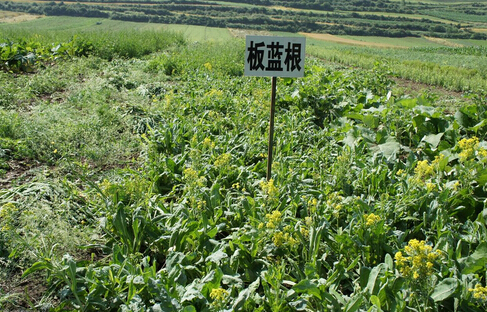 利好政策出臺(tái) 中藥材種植產(chǎn)業(yè)或迎來爆發(fā)點(diǎn)