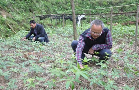 灌陽(yáng)合力村民陸歡平引種中藥材挖掘致富路