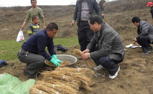 新疆哈巴河縣:黃芪種植讓村民發(fā)“藥”財