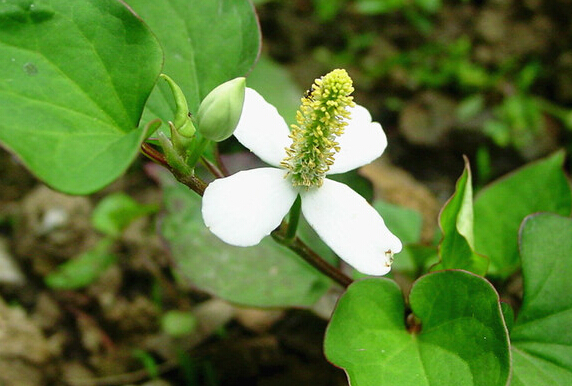 浙江發(fā)展生態(tài)中藥材種植促進農(nóng)民增收