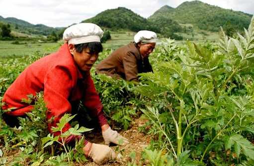 中藥材種植：都有哪些中藥材除草劑？