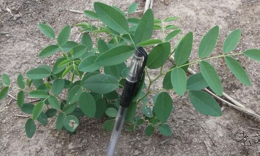 長治縣中藥材種植產業(yè)發(fā)展迅速