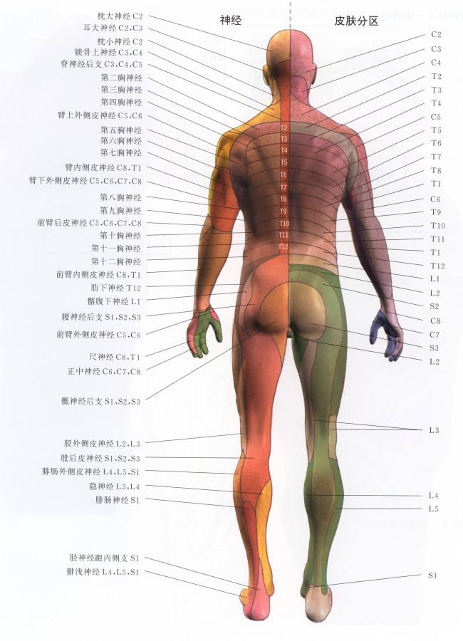 人體神經(jīng)