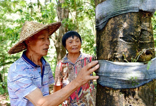 紫竹村依靠種植鐵皮石斛成功脫貧