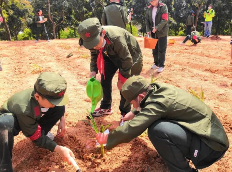 勞動實(shí)踐：種植萱草