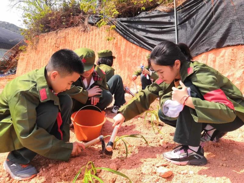 勞動實(shí)踐：種植萱草