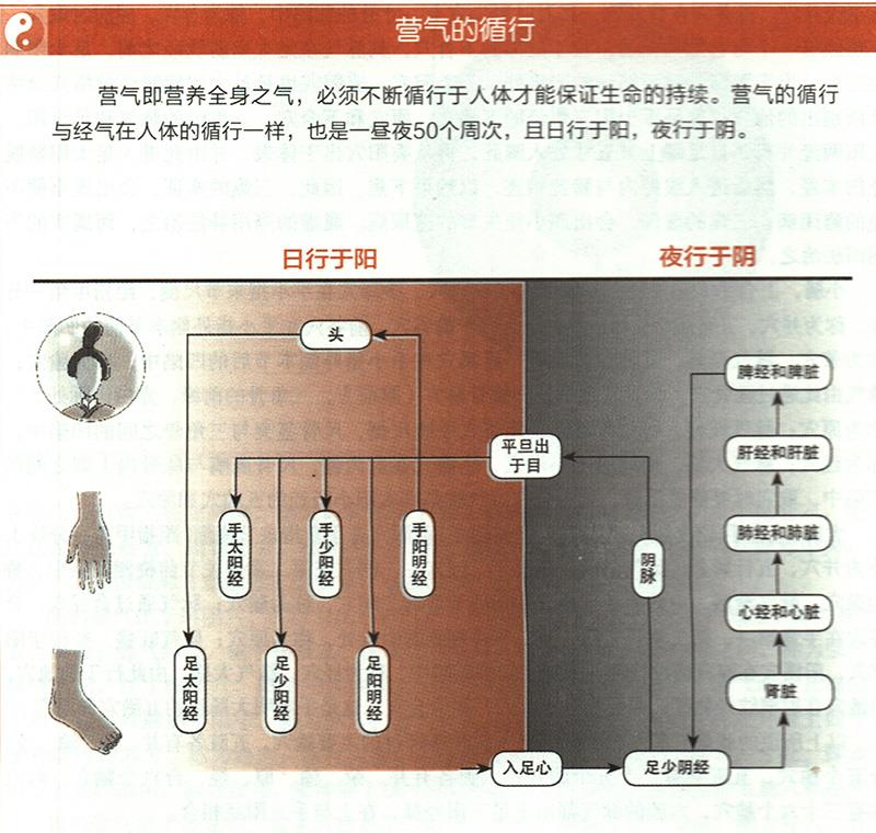 營氣在體內(nèi)是如何循環(huán)的？