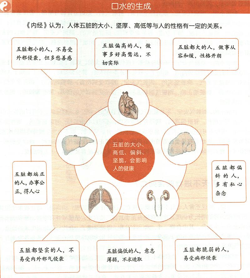 你知道自己臟腑的大小嗎？