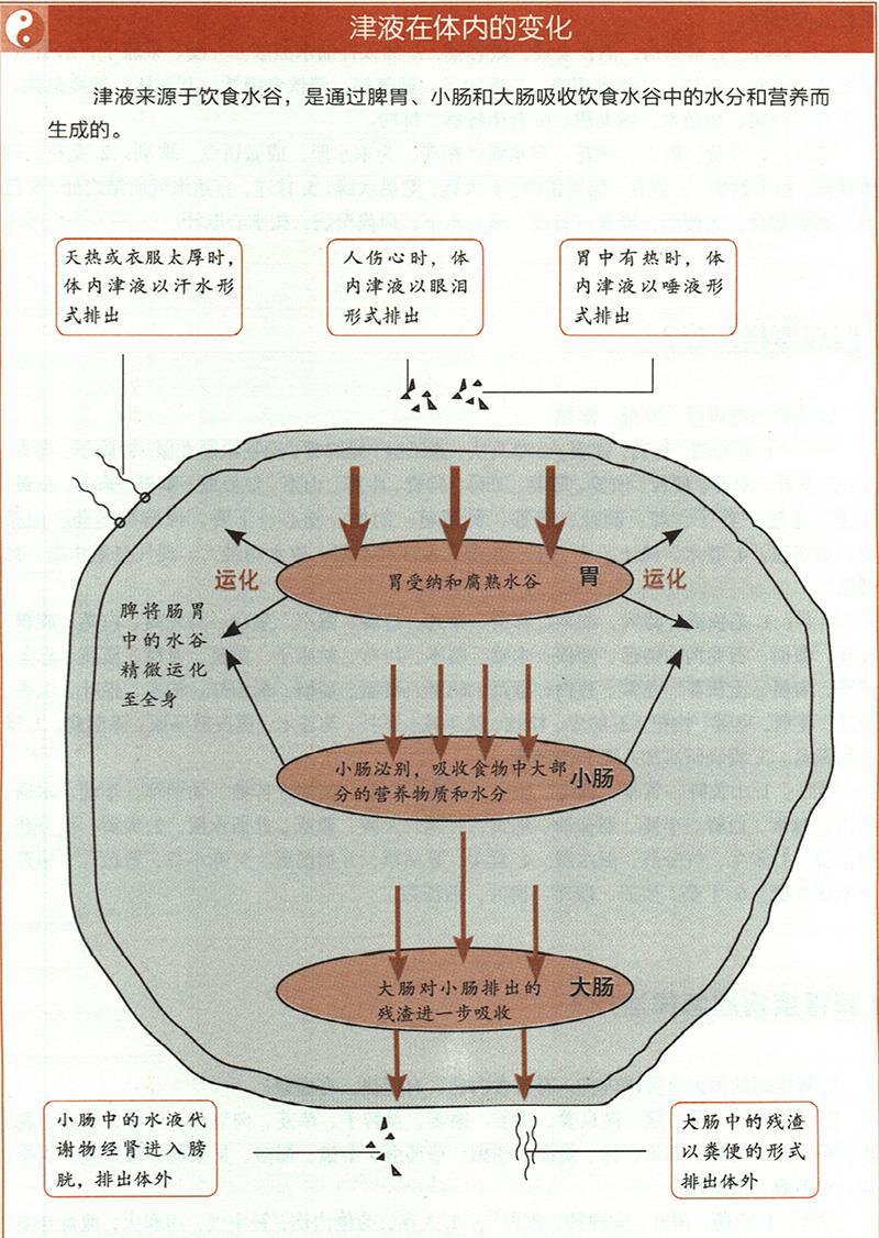 痰飲應(yīng)怎樣治療？